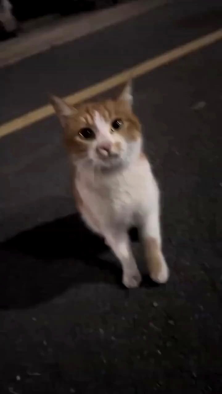 This abandoned cat craved affection so much.