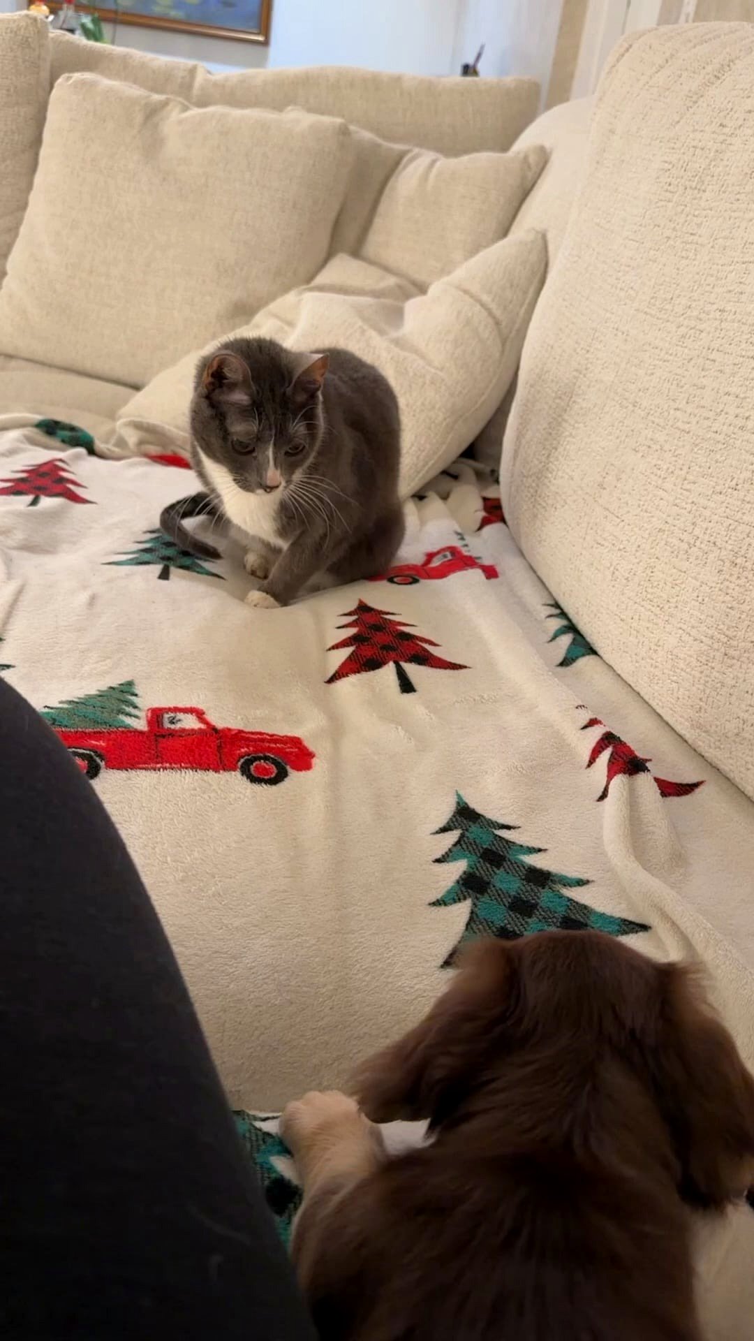 11-year-old cat not fond of my new puppy 🤣