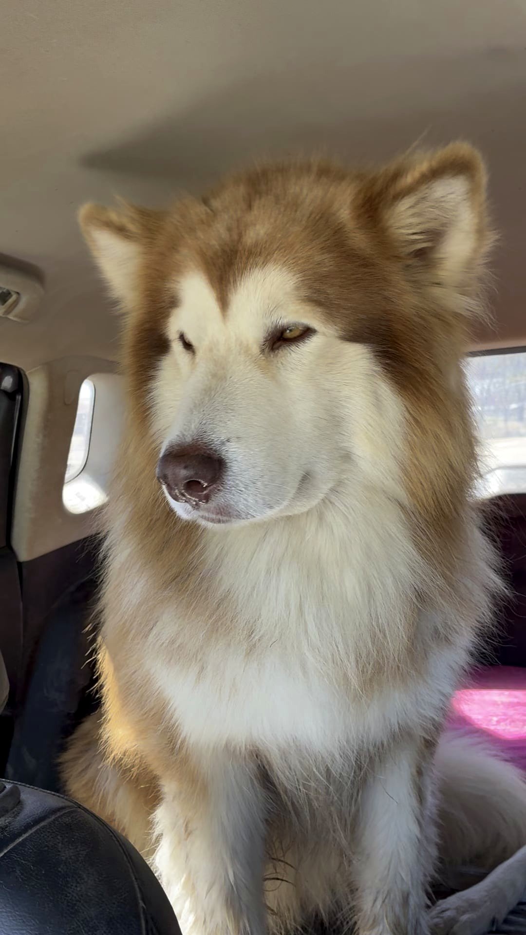 Today marks this beautiful boy's 4th birthday 🥹 Looks like I wore him out with some birthday fun :)