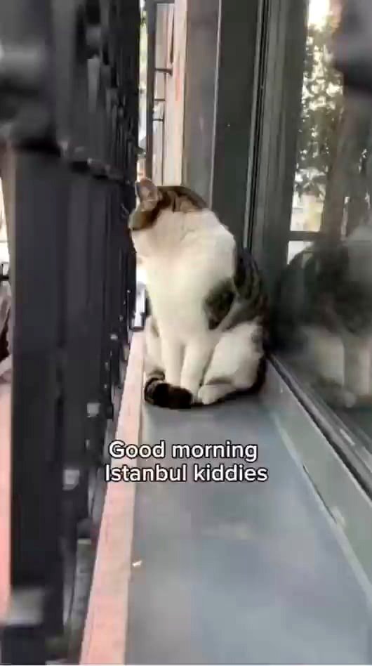 Typical Turkish cat sassing me more than my own mother!