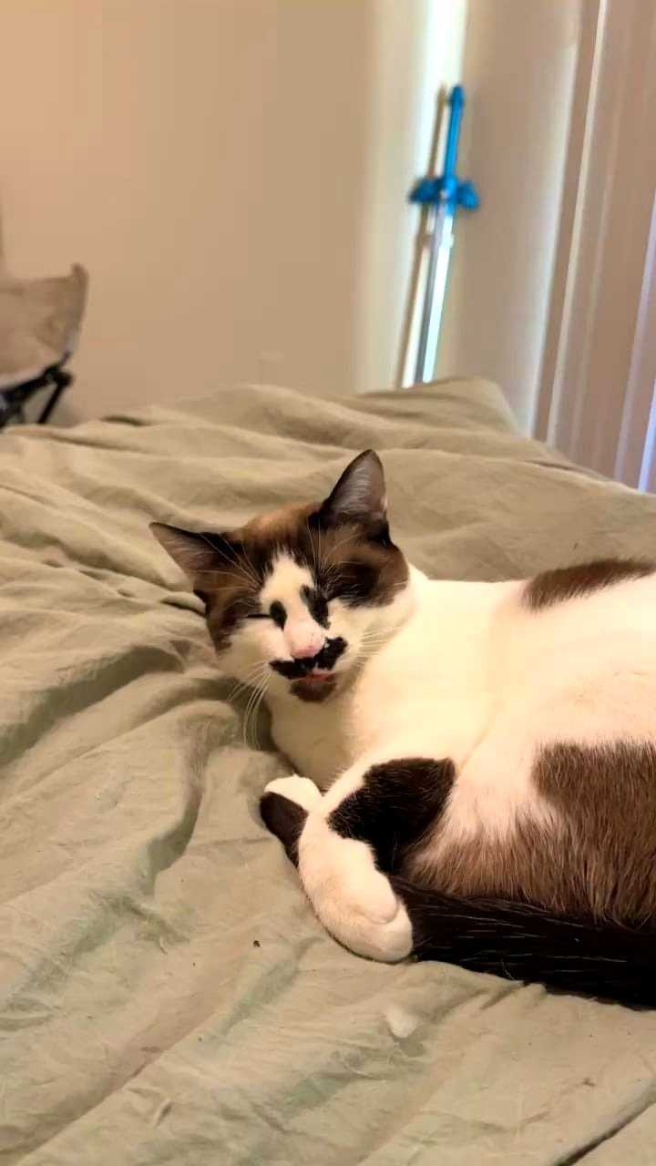 My cute pet following a restful sleep