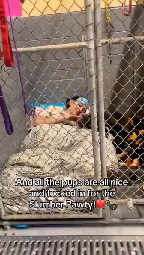 People Spend the Night with Dogs at the Shelter