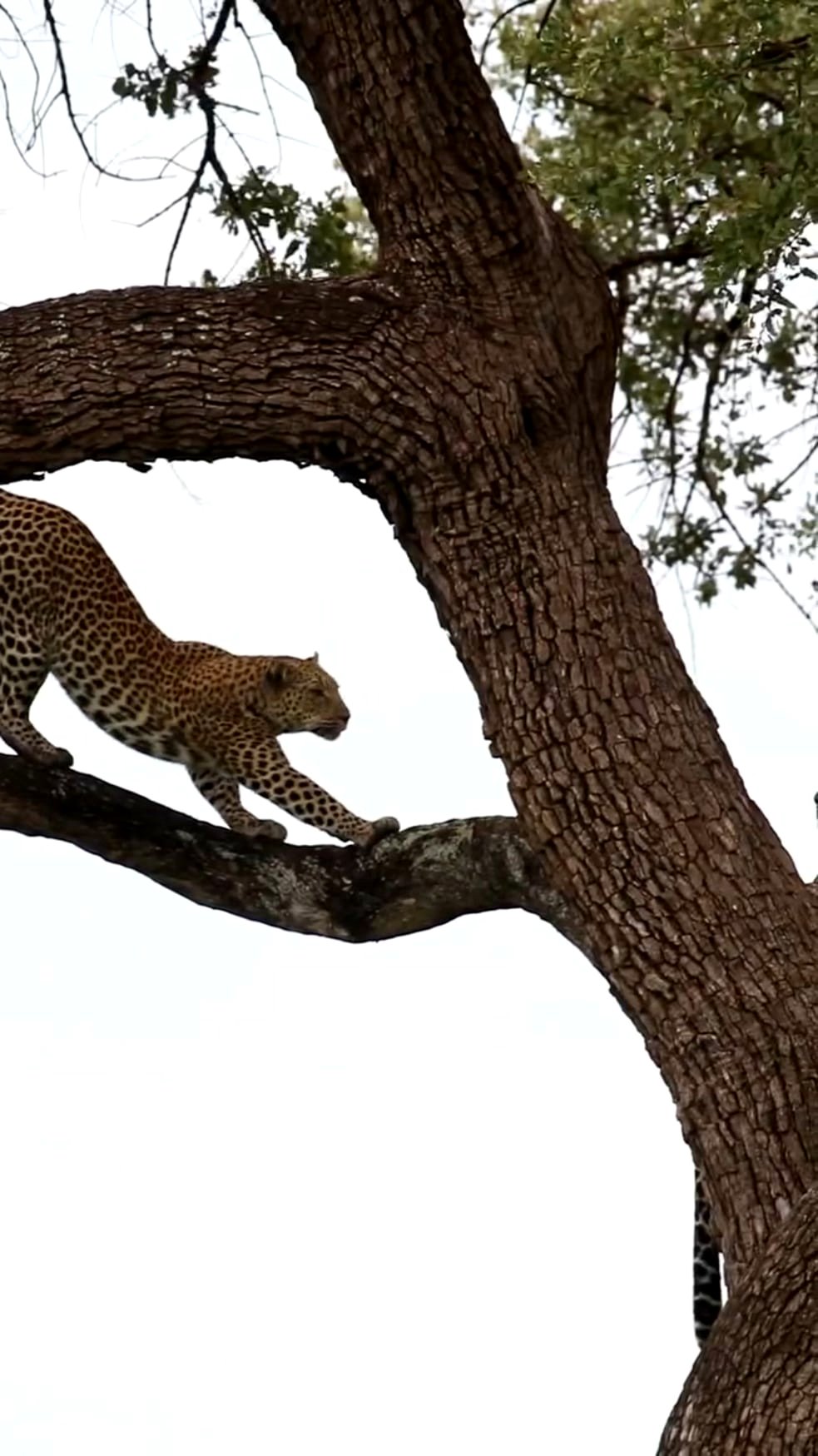 Leopard "pair" spotted in a tree and the female's actions when she chose to descend.