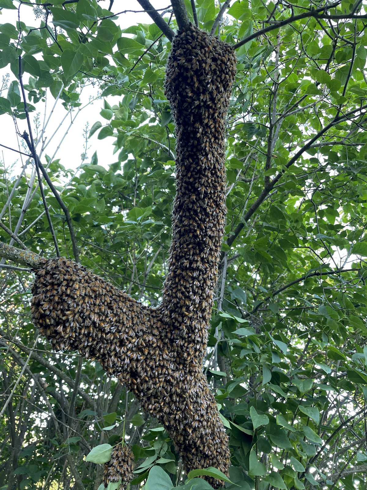 A cluster of honey bees resting on my bush is simply beautiful.