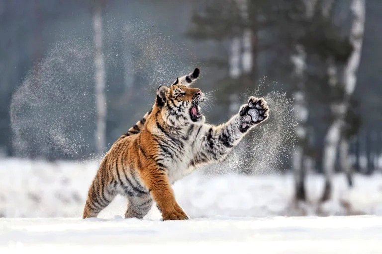 A tiger frolicking in the snow