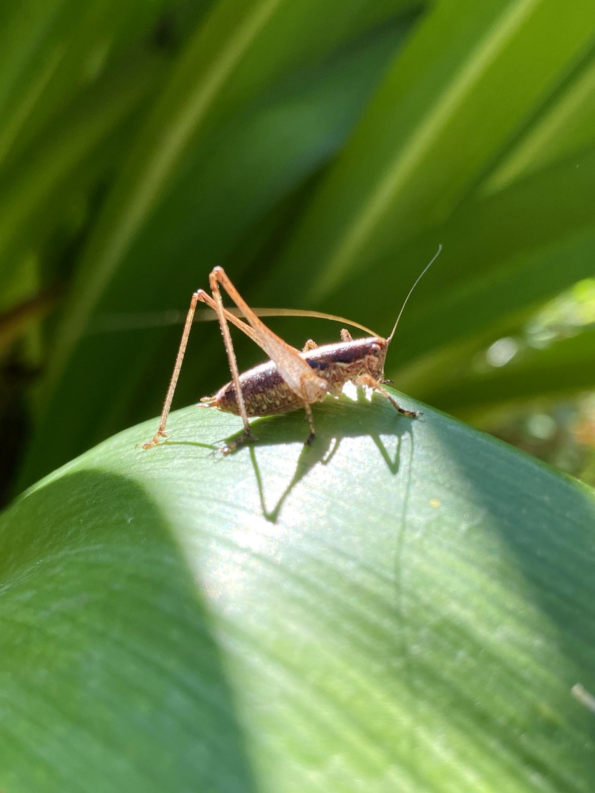 🔥this bushcricket rested in ideal lighting