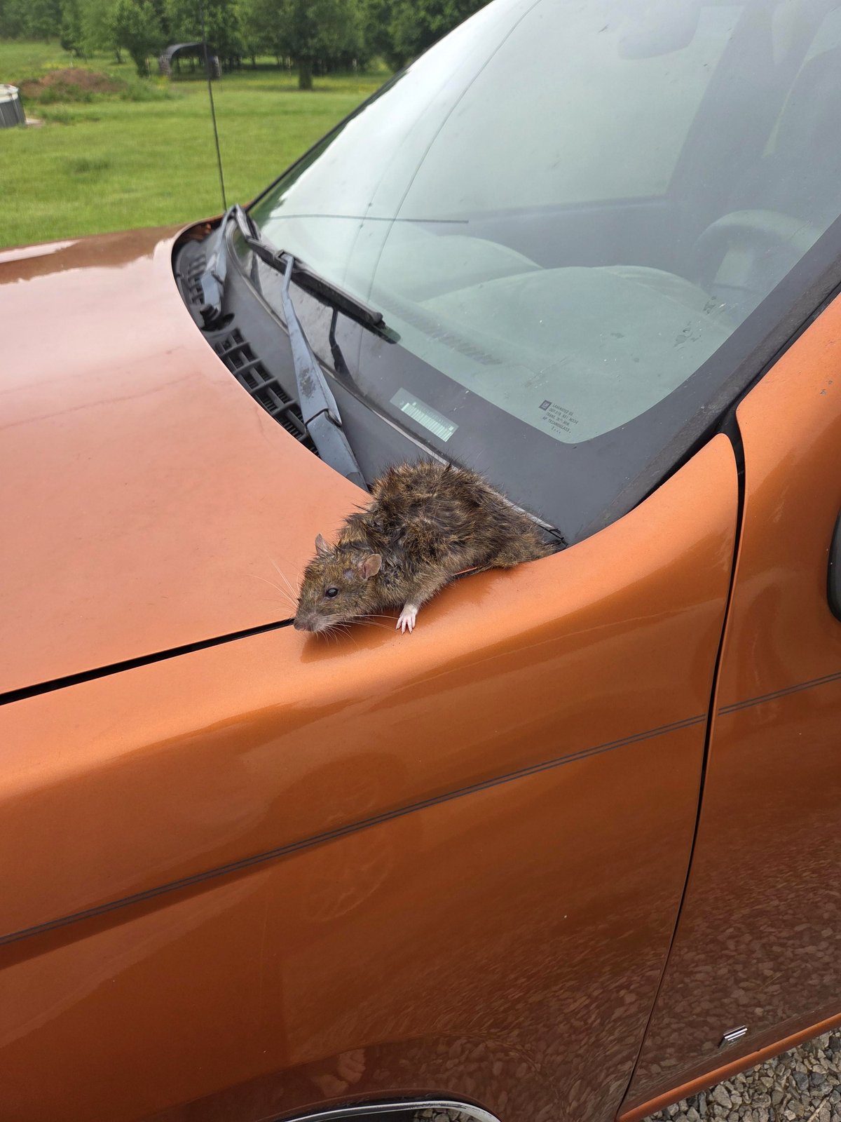 I stepped outside this morning and discovered a rat trapped on my hood.