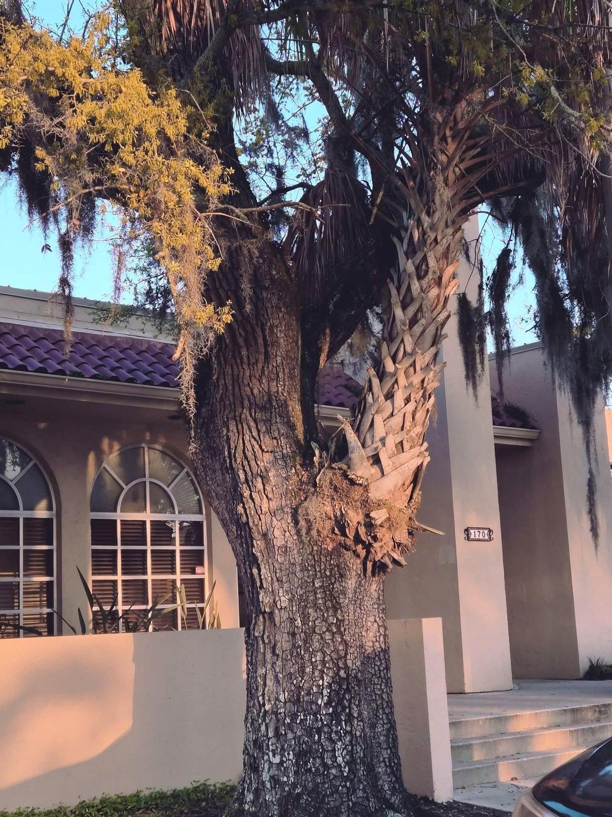 My city has several of these trees featuring two species growing side by side.