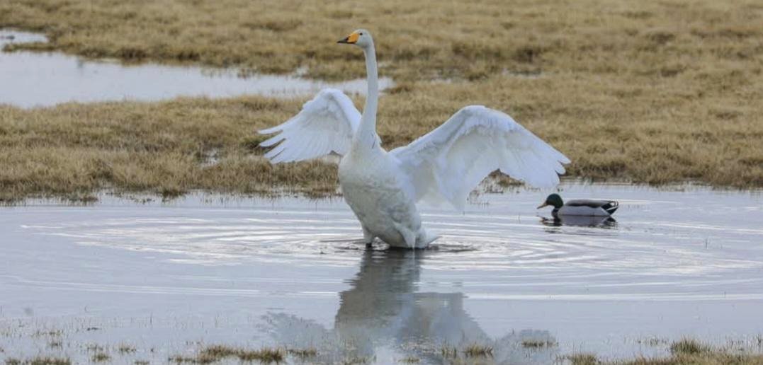 A whooper swan extending its wings