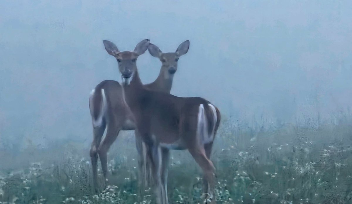 [OC] Two Deer standing for me on this foggy morning. Edinburg, VA.