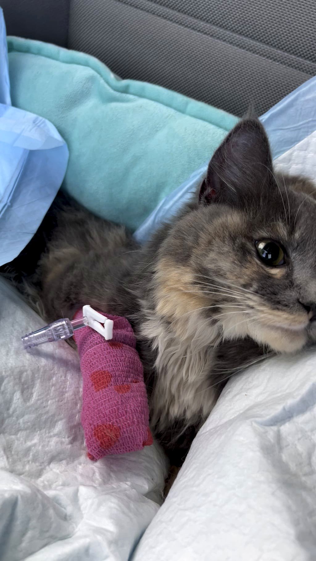 Had to euthanize a stray and I'm absolutely devastated.