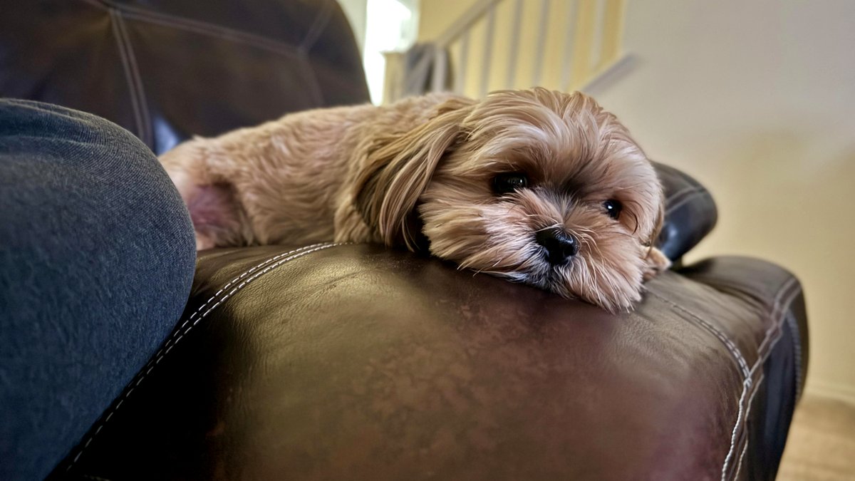 [OC] My sister’s dog post-vet visit