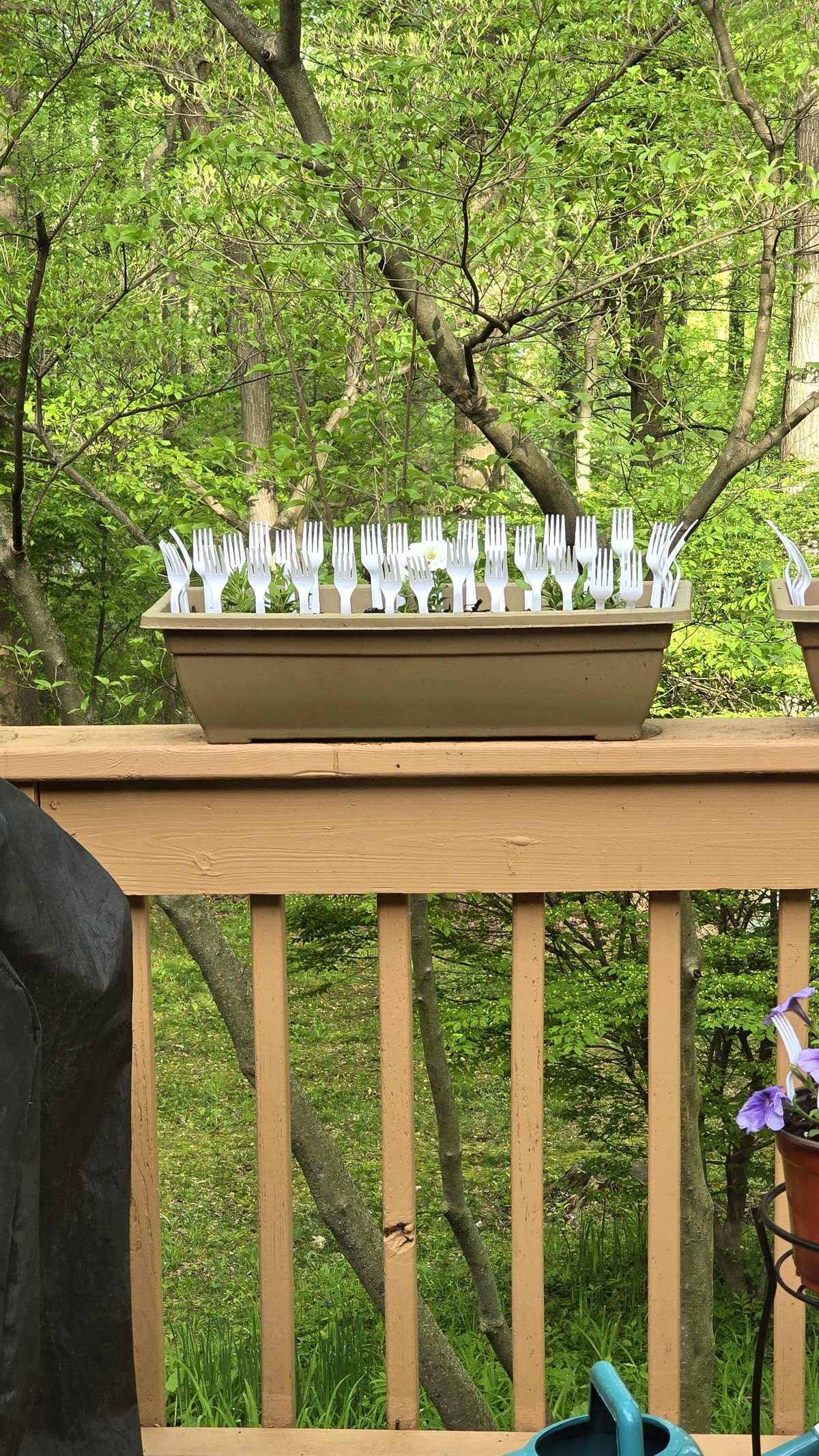 My mother’s newest effort to prevent squirrels from getting into her plants