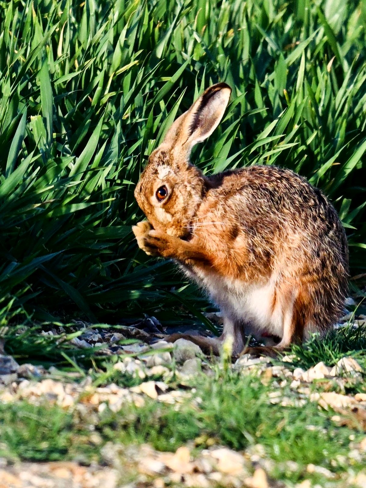 Surprise! Brown Hare, West Sussex (OC)