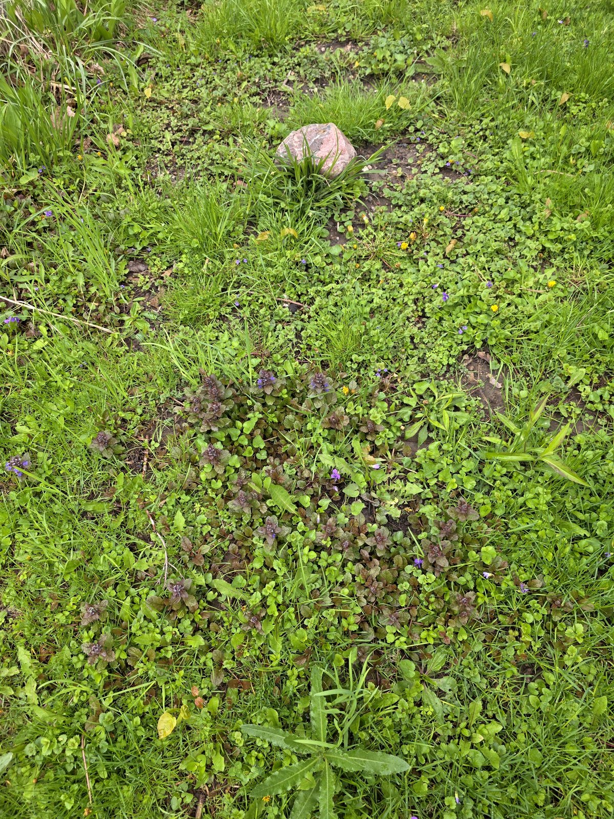 The sole location where bugleweed is thriving is on the grave of my dog that ate bees.