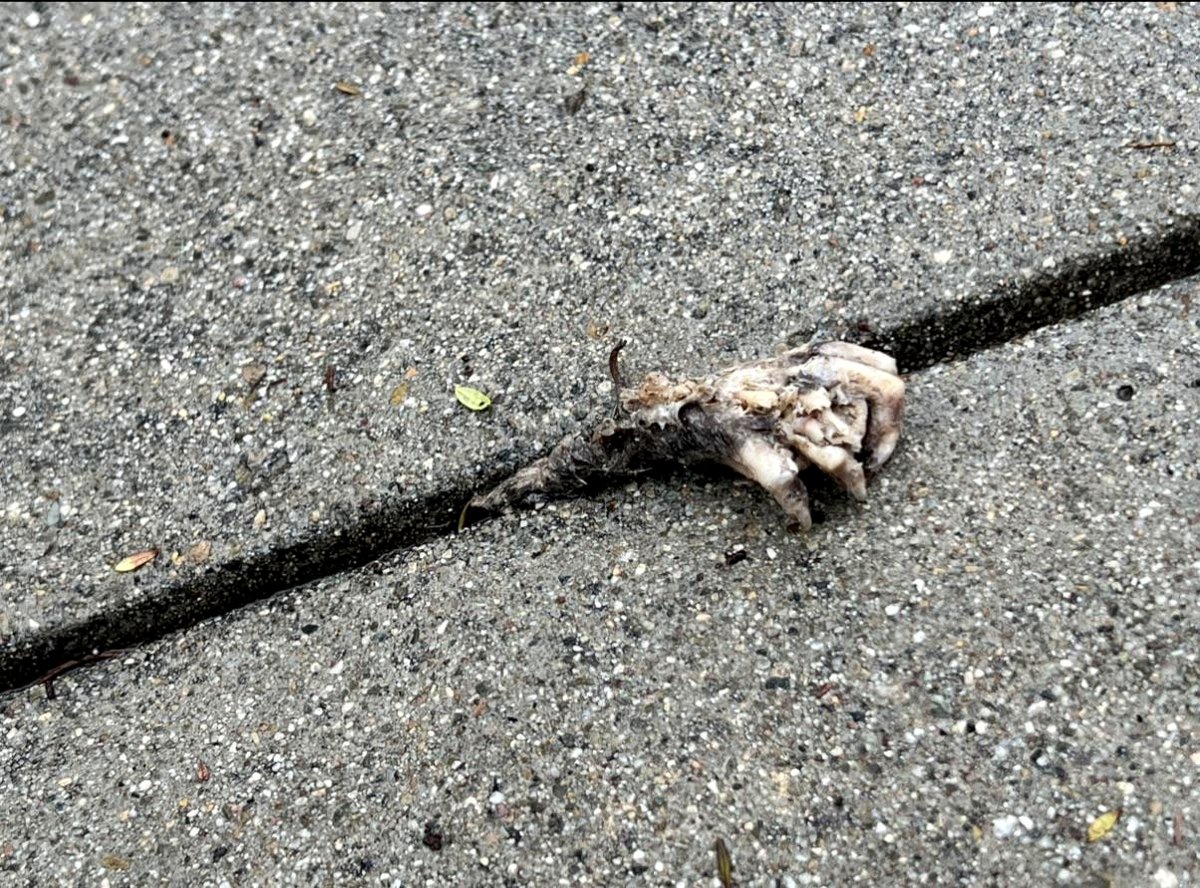 Discovered an unusual bone resembling a creature trying to emerge from below the surface.