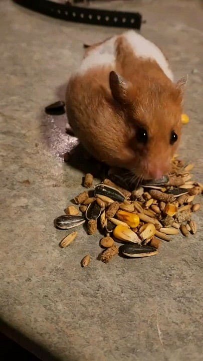 a hamster removing food from its cheek pouch