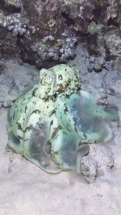 Mimic Octopus