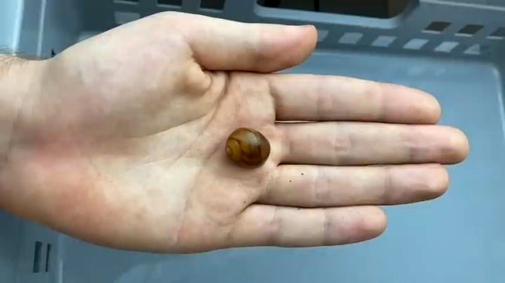 about a snail