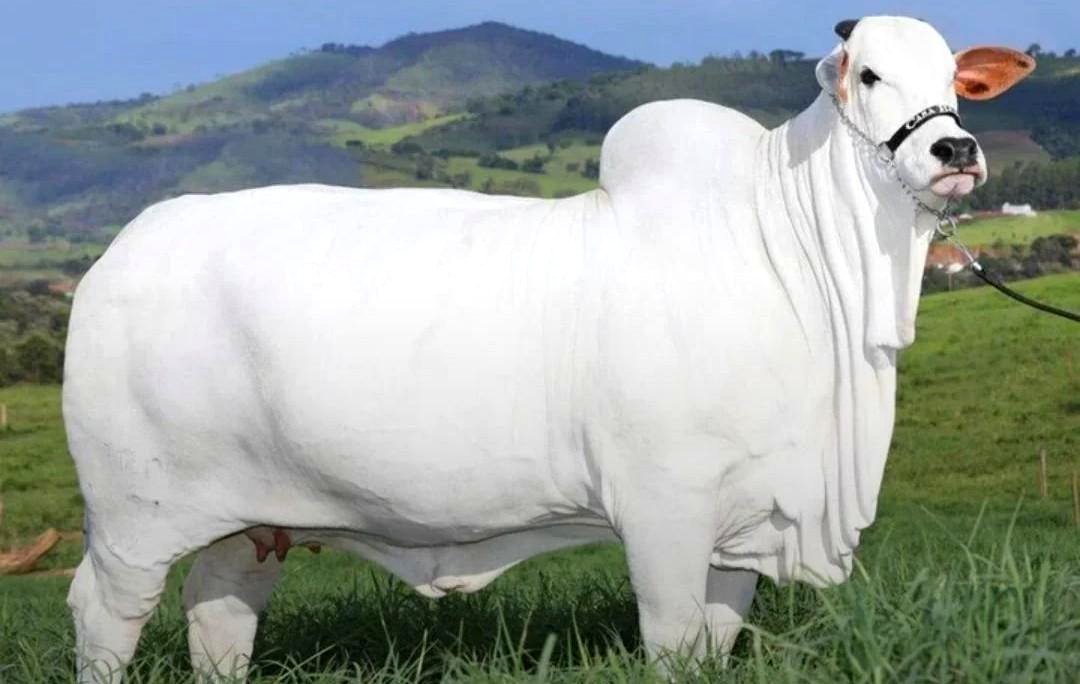 Viatina 19, the priciest cow in the world.