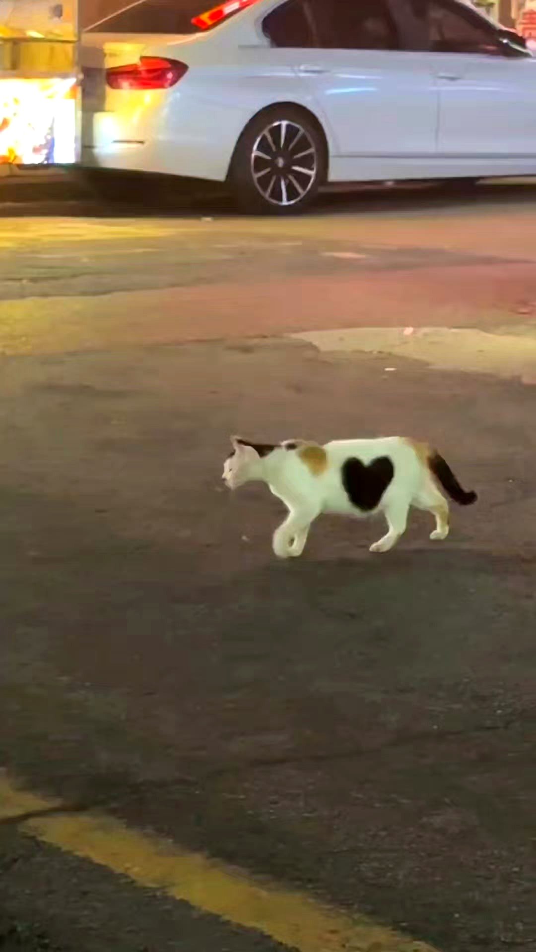 Small kitten has heart-shaped spots