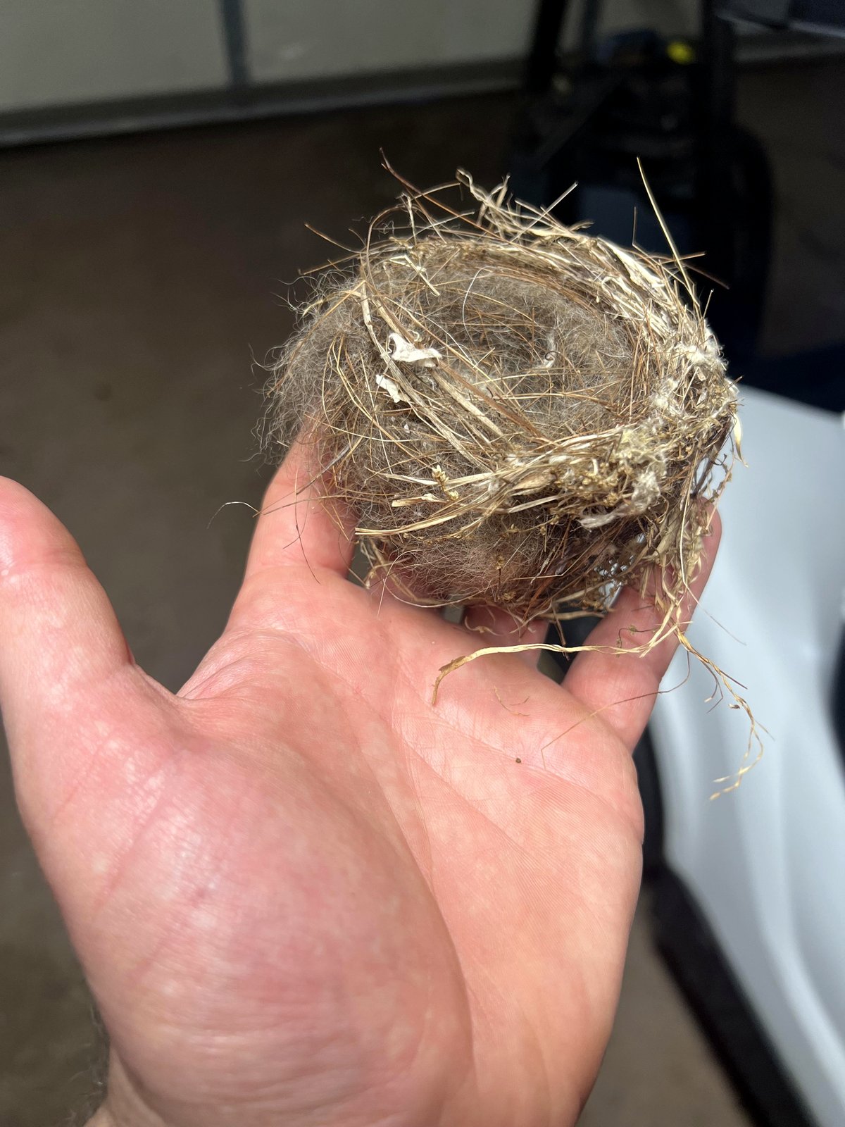 Nest constructed from my dog’s fur.