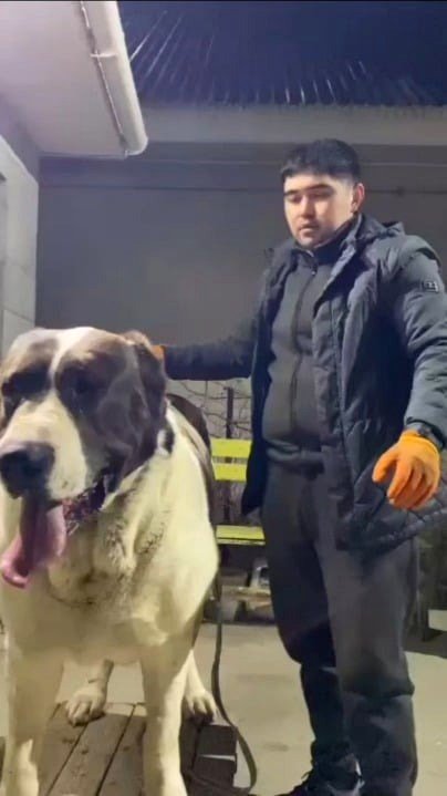 about a dog