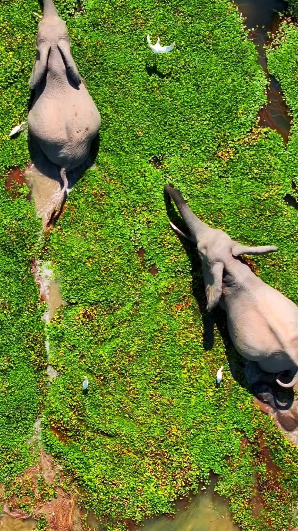 Bird's-eye view of elephants traversing a marsh in Africa.