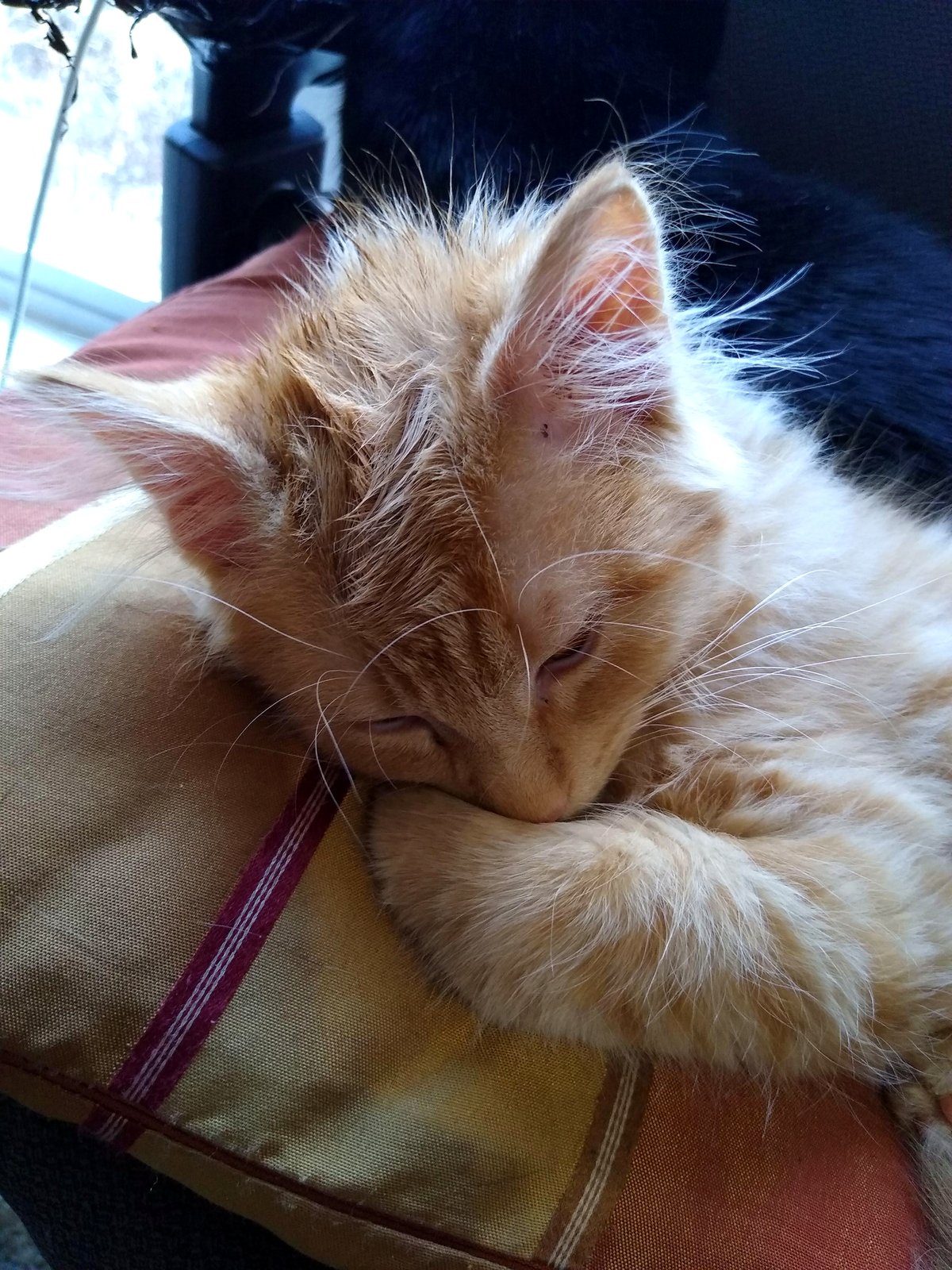Cat curling up for a nap