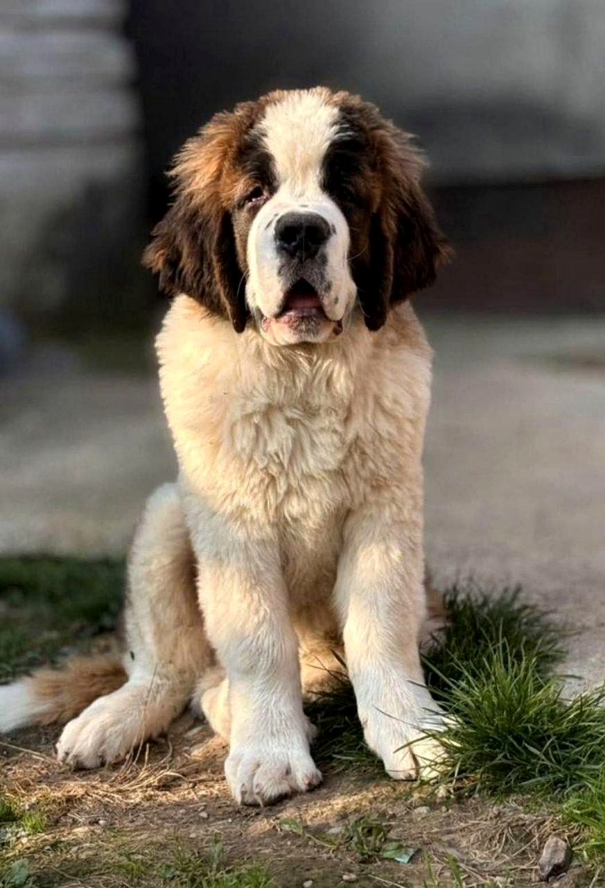 large paws, gentle spirit, entirely a good boy
