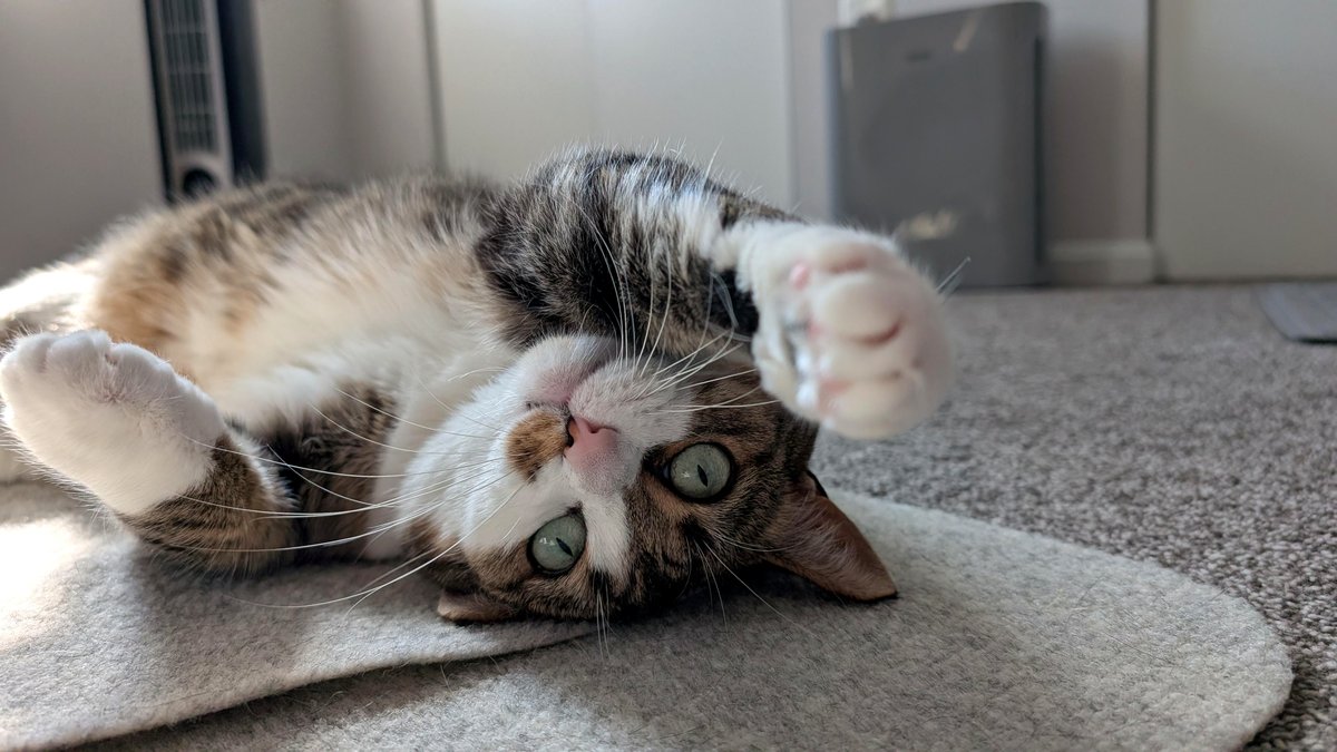 This time, Ellie gives YOU a boop!