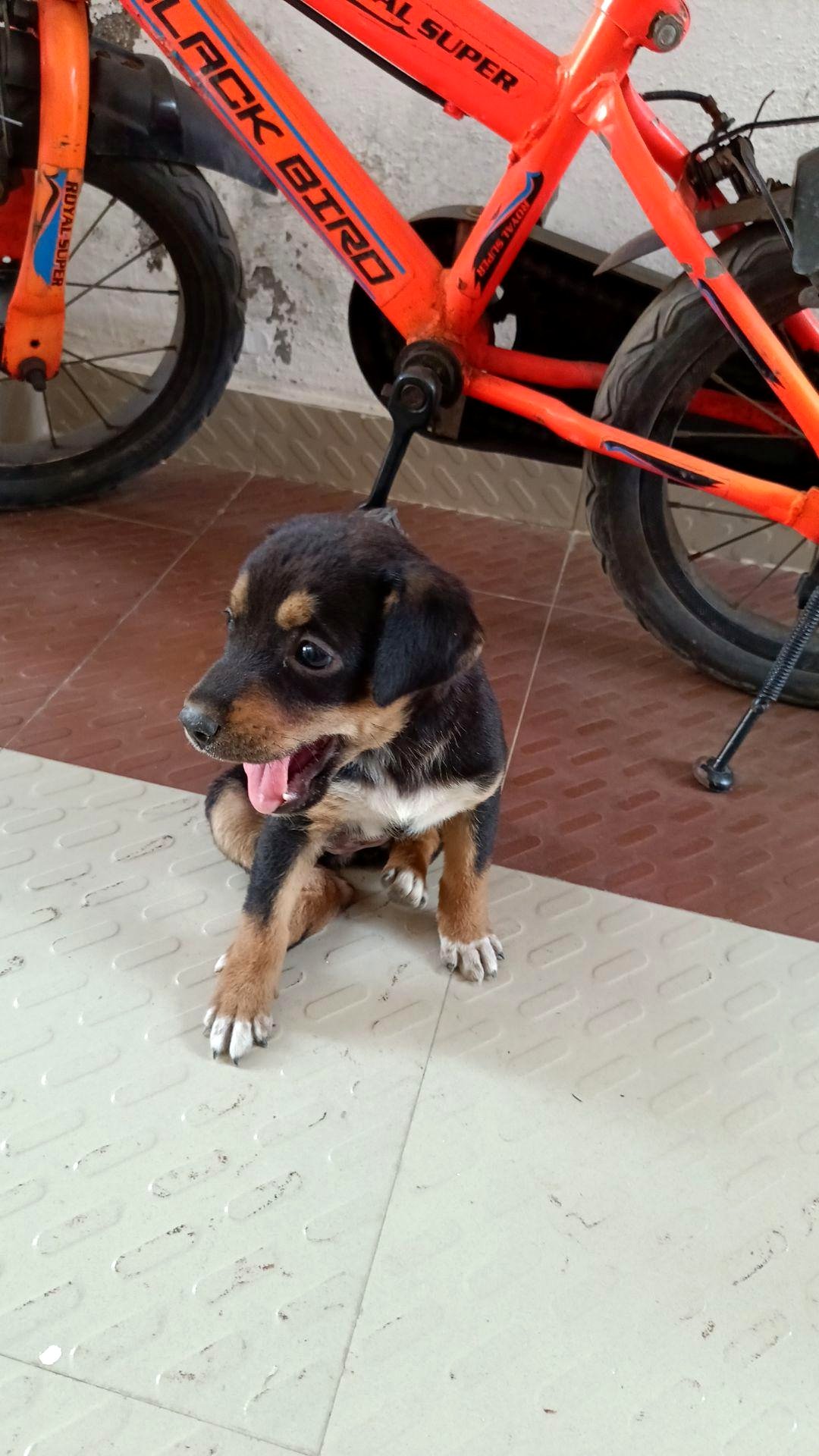 Brought home this adorable pup 🐶