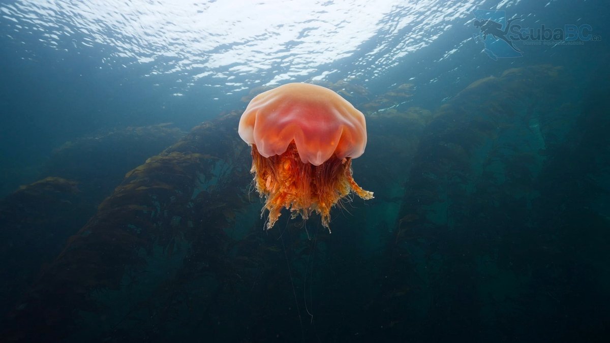 🔥 The jellyfish's extraterrestrial realm in the Pacific Northwest -Trailer [OC]