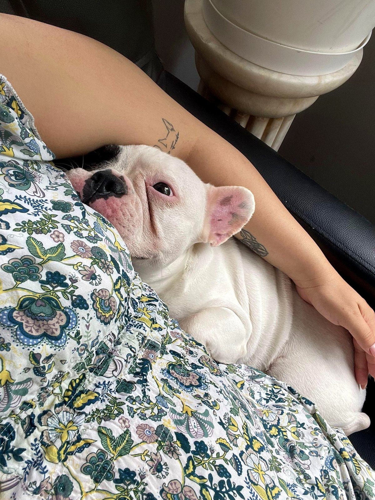 My dog stays close as I’m expecting a baby 🥰