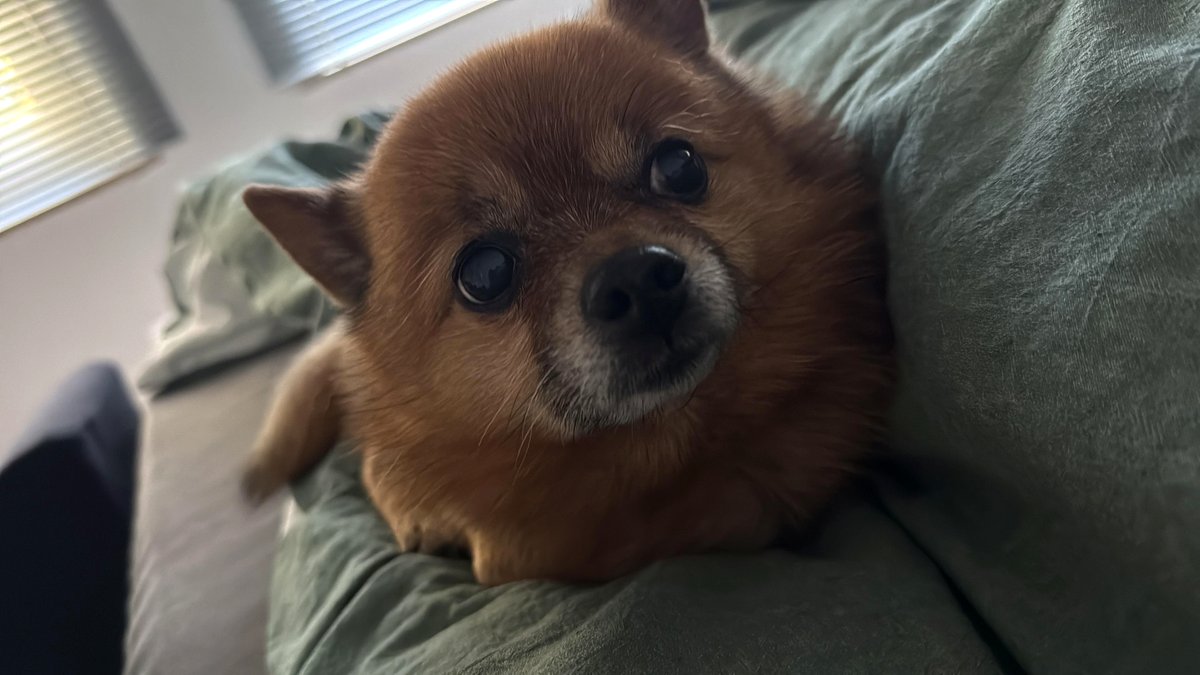 This loaf is resting in my bed.