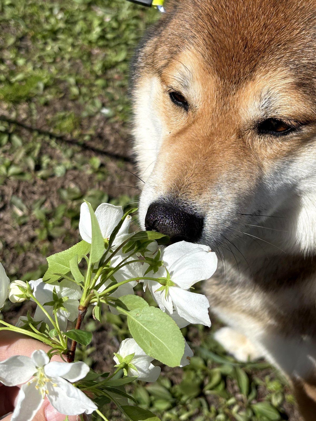He enjoys the fragrance of blossoms!