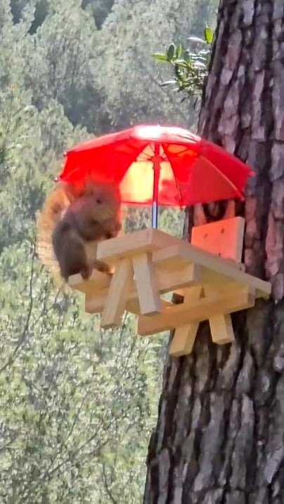 Tic, my pet squirrel, is calmly eating at his camping table.