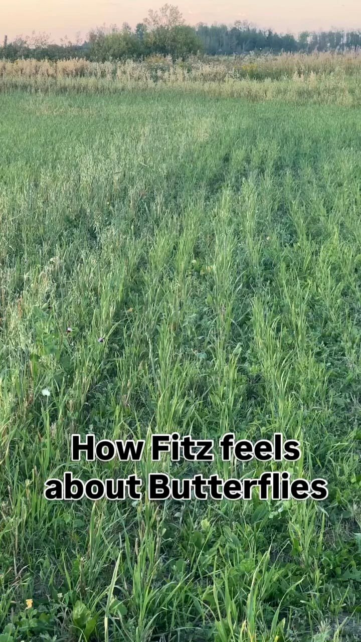 Fitz ❤️insects!