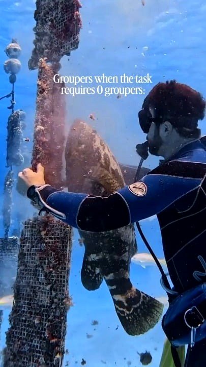 This sociable grouper