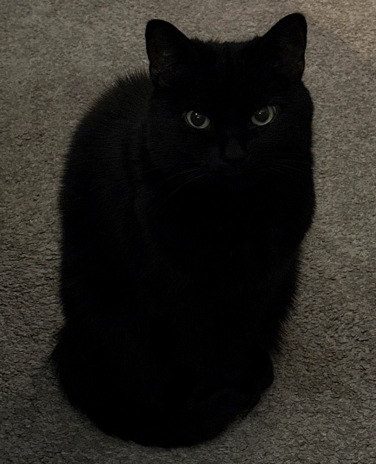 My cat just reached 12 years old… and I regrettably searched how long cats typically live 🥹