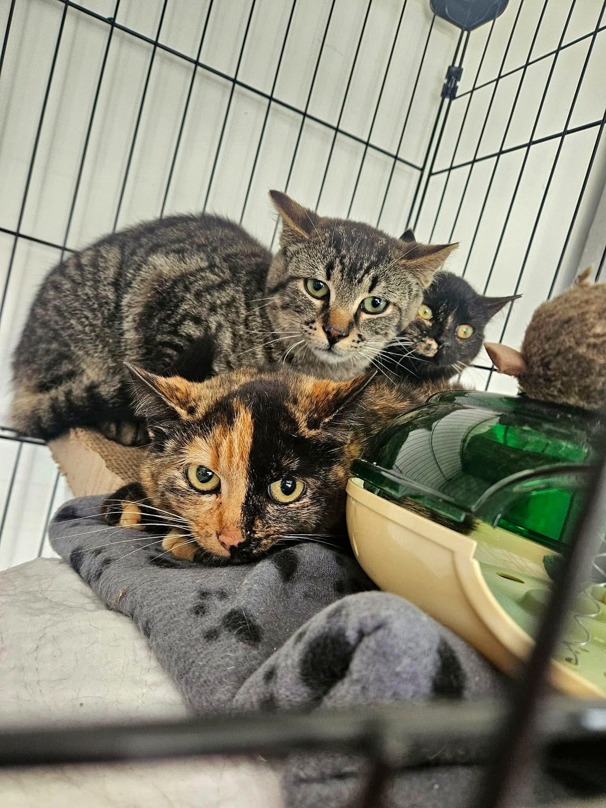 New small group at our shelter. They aren't fond of us at the moment, so we're allowing them some time to relax. ❤️❤️❤️