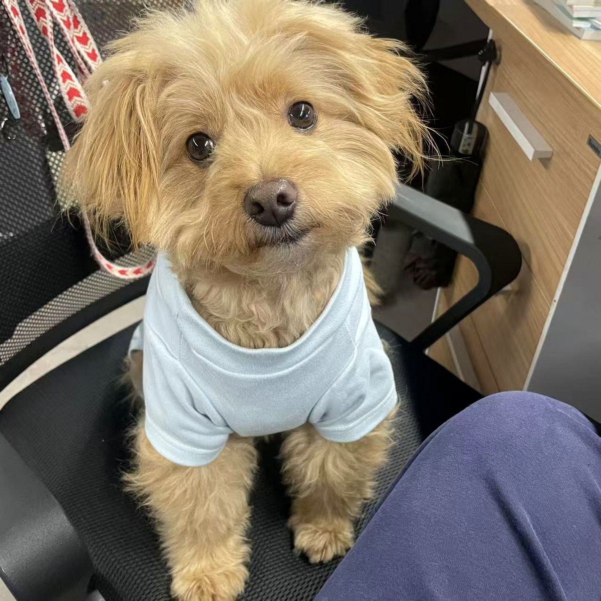 A puppy by your side as you put in the effort.