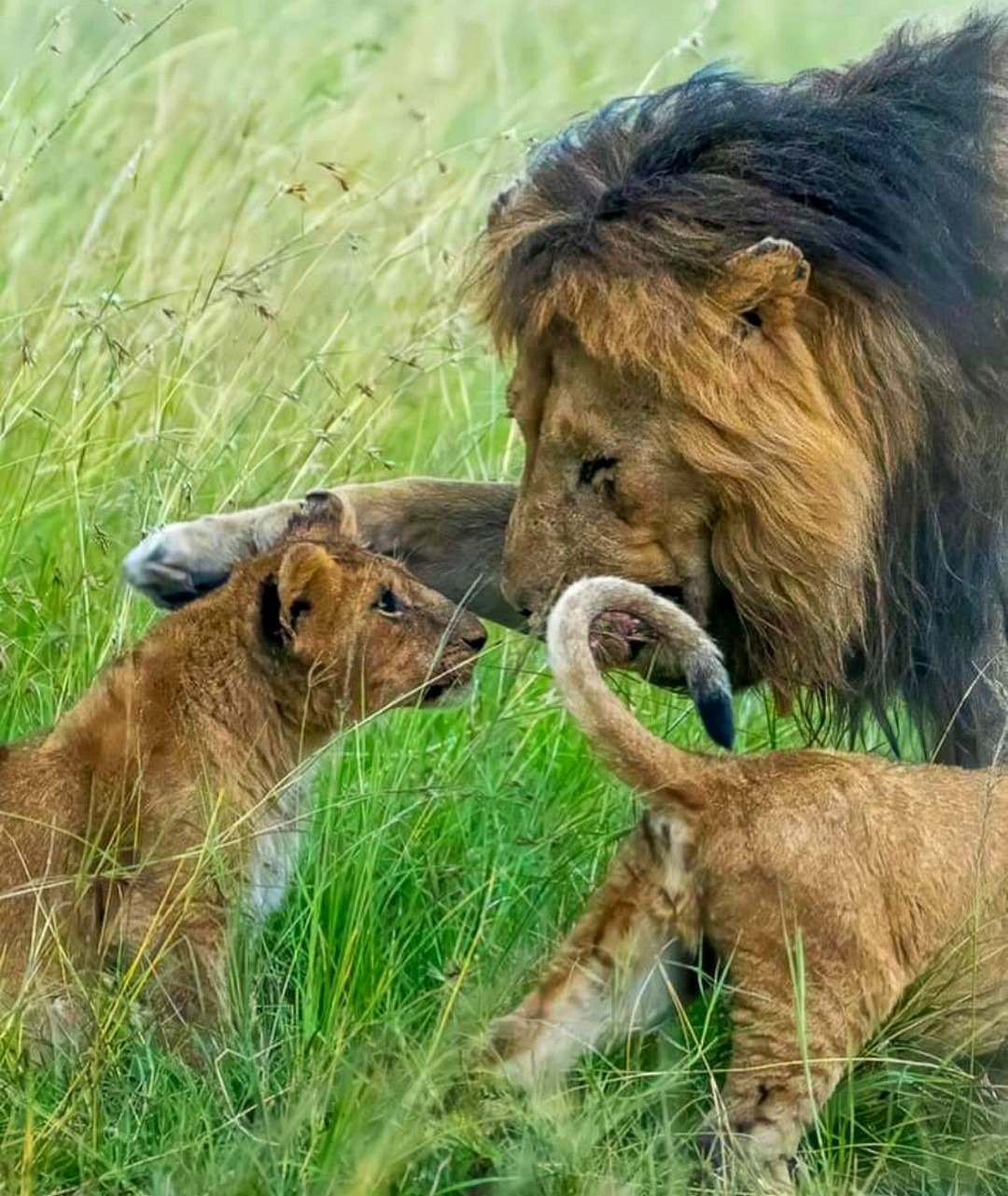🔥Lorkulup, recognized for his kind demeanor with his family, alongside the Rongai cubs. Image Credit: Anette Martinsen IG**.**