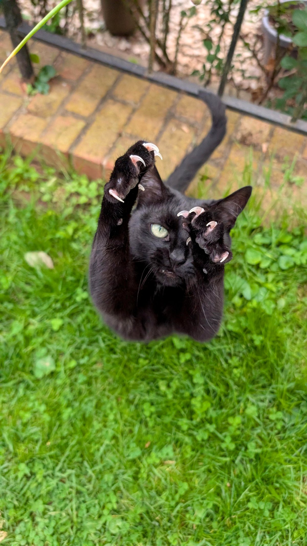 Babs believes she's tough and fearsome, but she's really just an 8lb sweetheart!