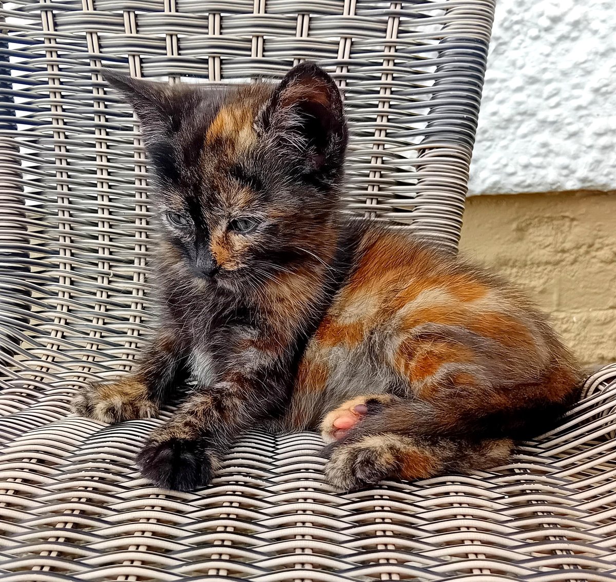 Tortie named Toffee