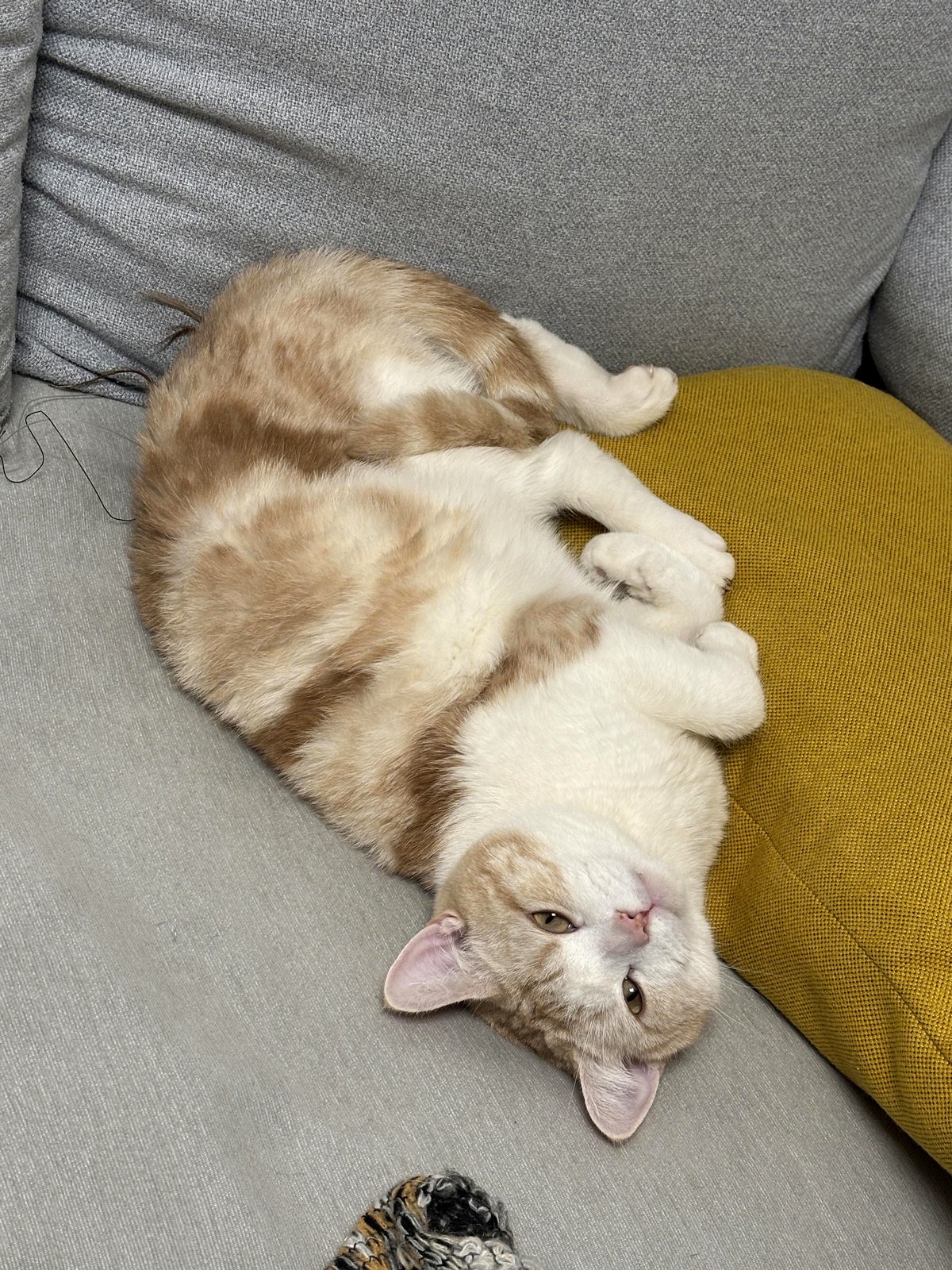 Upon returning home and switching on the light, I noticed my cat...