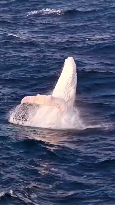 Stunning sight of uncommon Albino Humpback Whale