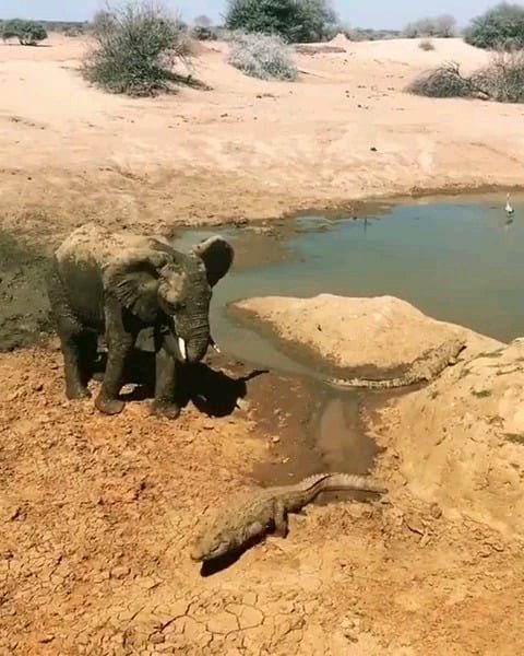 🔥Elephant tossing dirt onto crocodile for unknown reasons