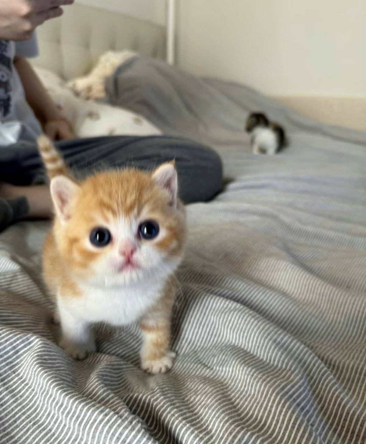 If you haven't yet witnessed the most adorable kitten.