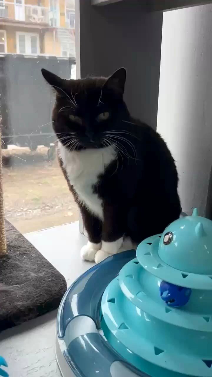 The adorable Tyrex at our shelter wasn't feeling up for a social hour.